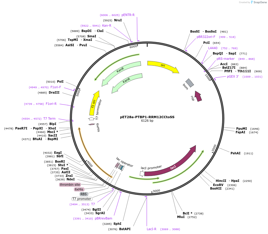89155-plasmid-map-sequence-id-175735
