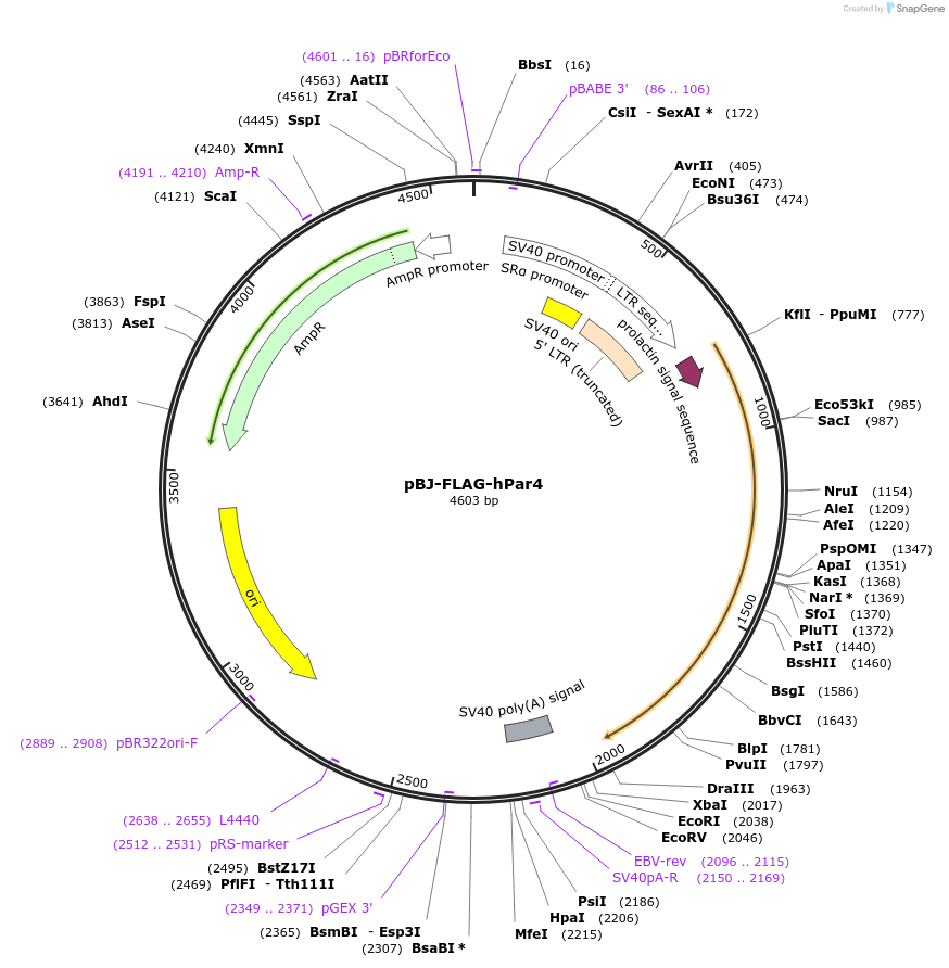 53231-plasmid-map-sequence-id-176053