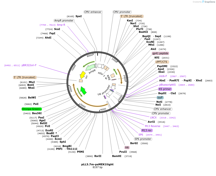 89362-plasmid-map-sequence-id-176059