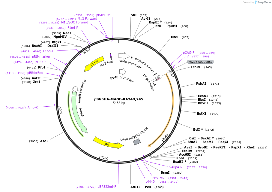 89140-plasmid-map-sequence-id-176072