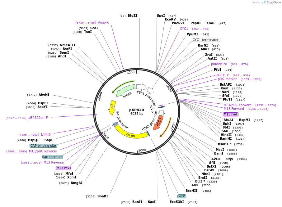 26844-plasmid-map-sequence-id-176075