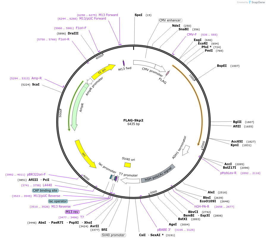 89142-plasmid-map-sequence-id-176079