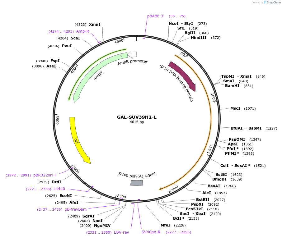 89136-plasmid-map-sequence-id-176084