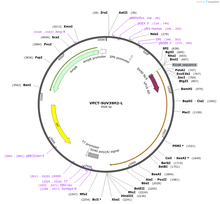 89137-plasmid-map-sequence-id-176086