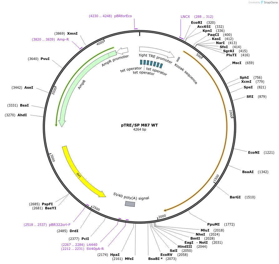 89328-plasmid-map-sequence-id-176091