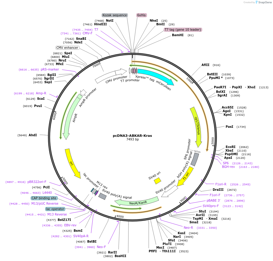 84637-plasmid-map-sequence-id-176126