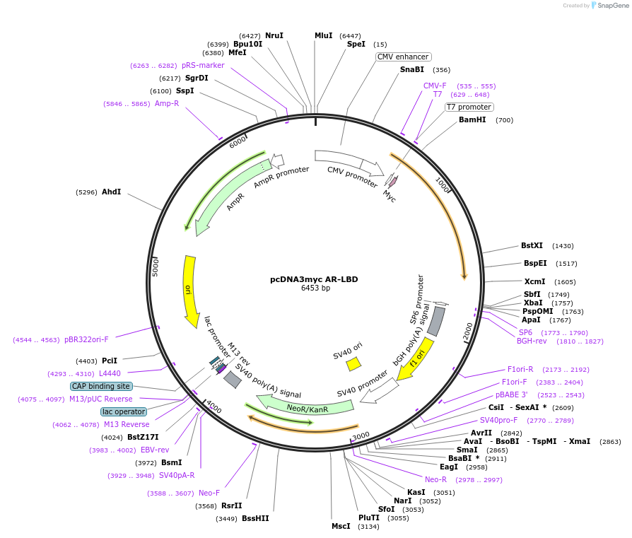 89112-plasmid-map-sequence-id-176145