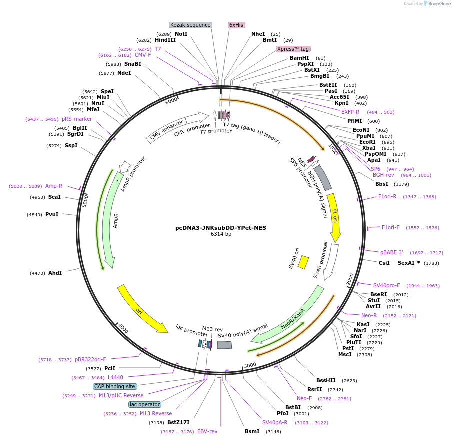 84633-plasmid-map-sequence-id-176152