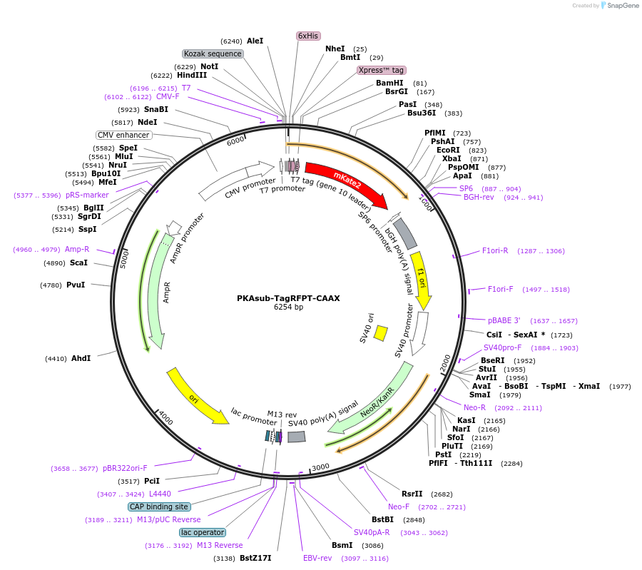 87712-plasmid-map-sequence-id-176157