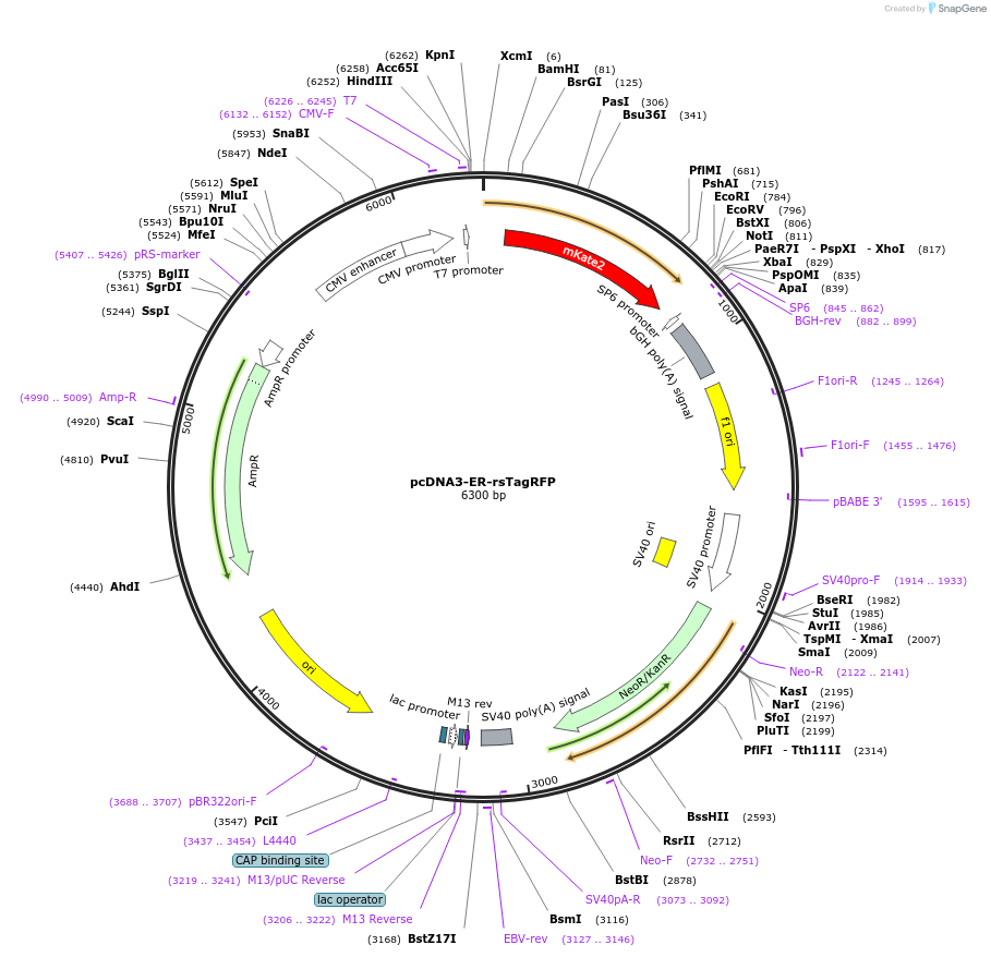 87620-plasmid-map-sequence-id-176167