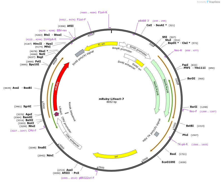 54560-plasmid-map-sequence-id-176180