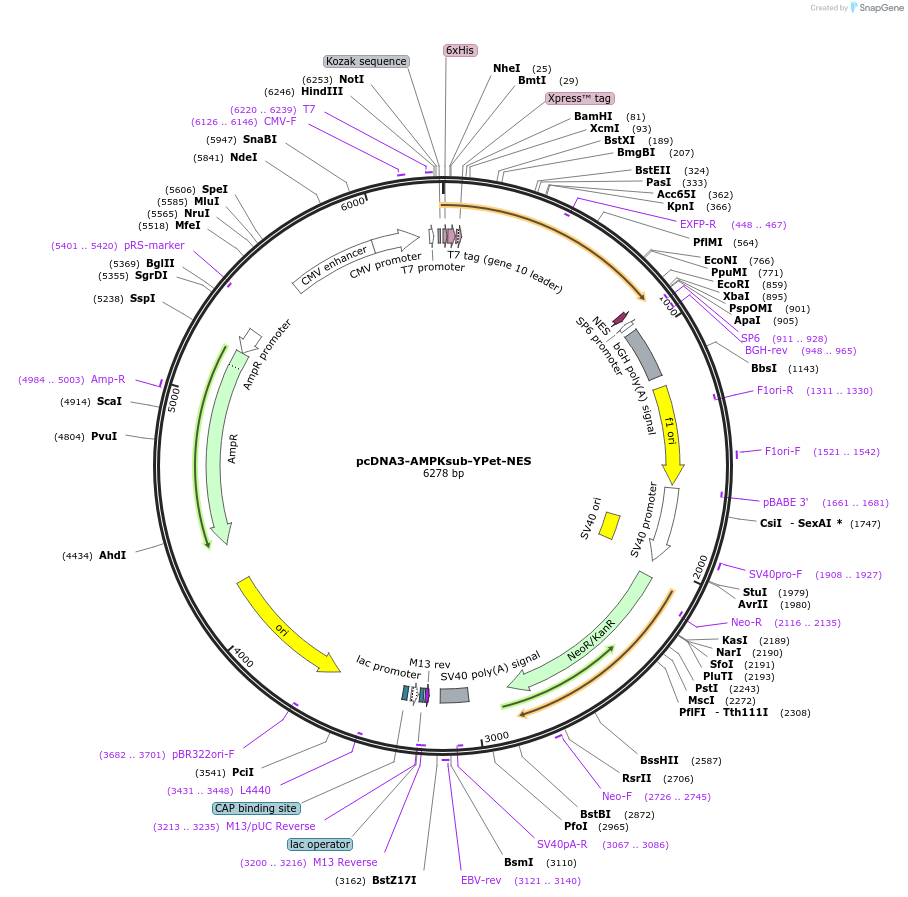 84635-plasmid-map-sequence-id-176207