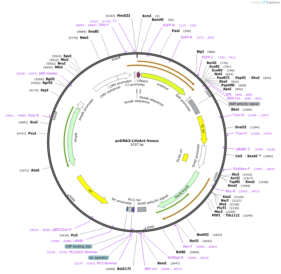 87613-plasmid-map-sequence-id-176218