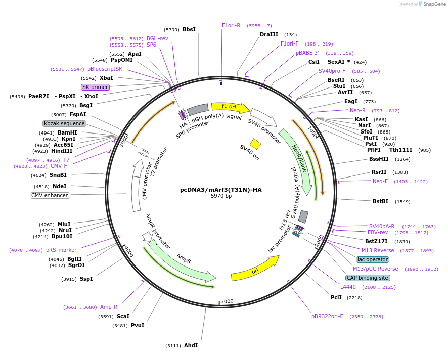 79416-plasmid-map-sequence-id-176224