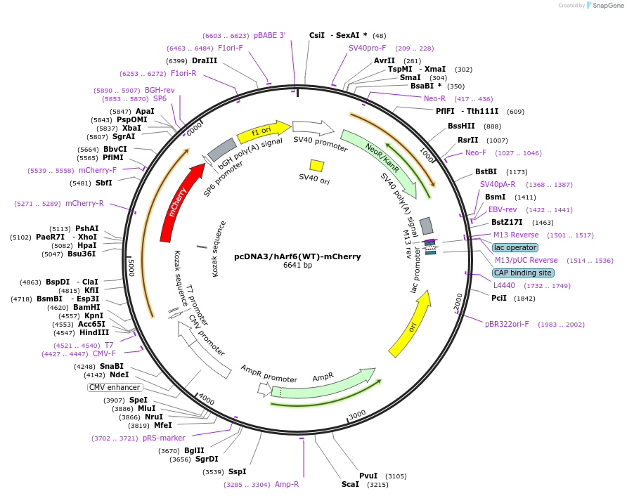 79422-plasmid-map-sequence-id-176231