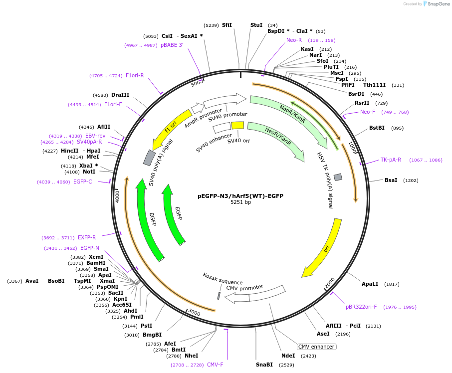 79534-plasmid-map-sequence-id-176237