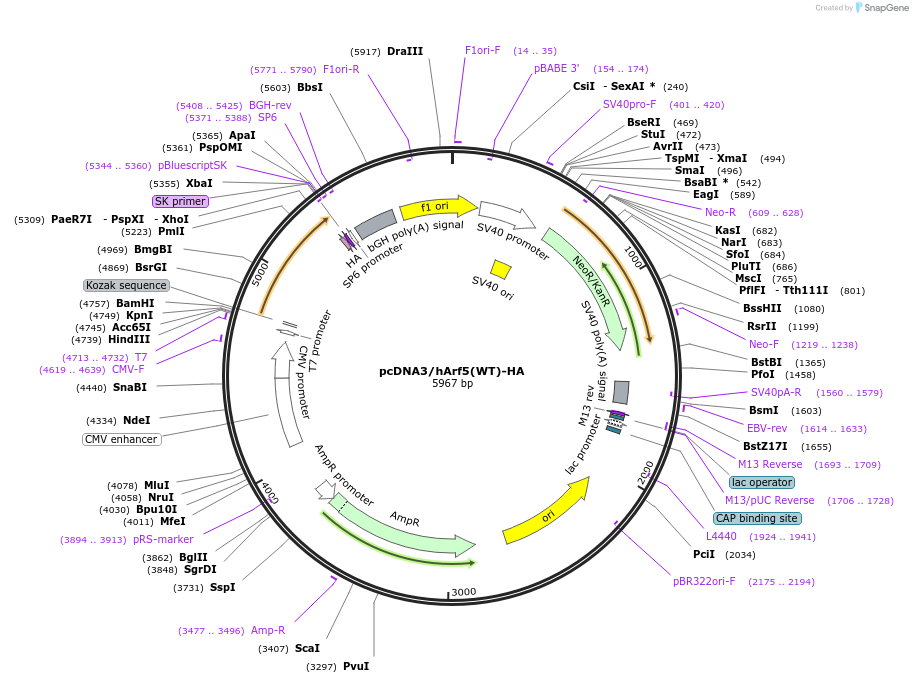 79427-plasmid-map-sequence-id-176239