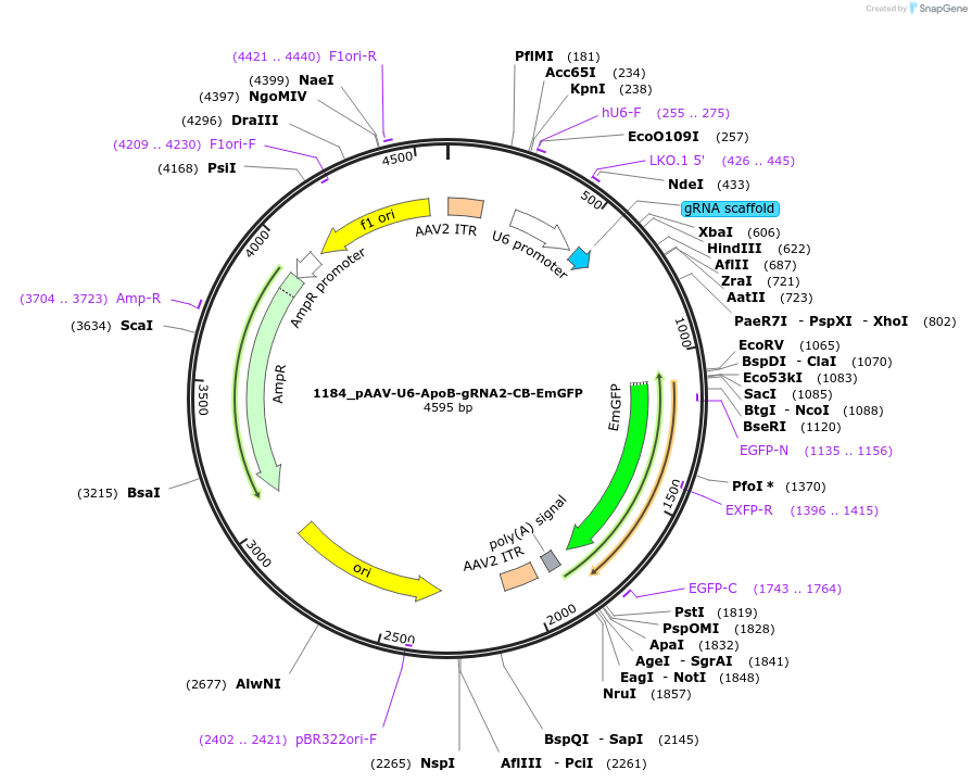 89062-plasmid-map-sequence-id-176254