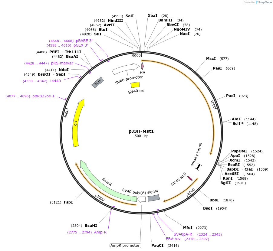 12203-plasmid-map-sequence-id-176263