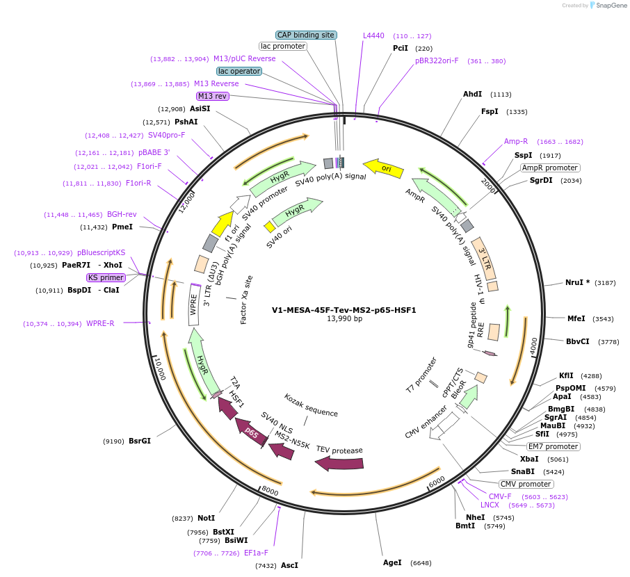 84505-plasmid-map-sequence-id-176273