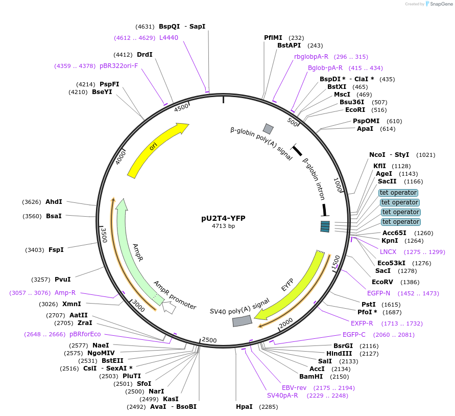 84548-plasmid-map-sequence-id-176278