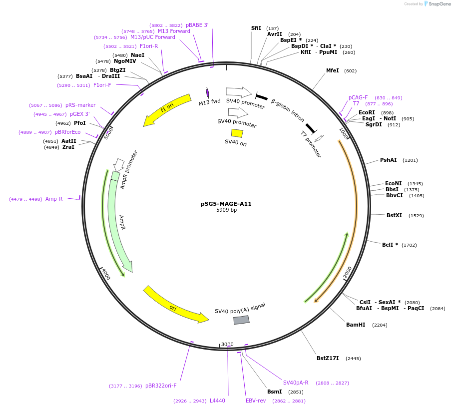 89096-plasmid-map-sequence-id-176281