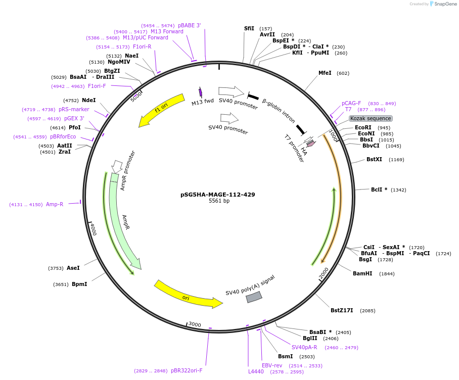 89131-plasmid-map-sequence-id-176282