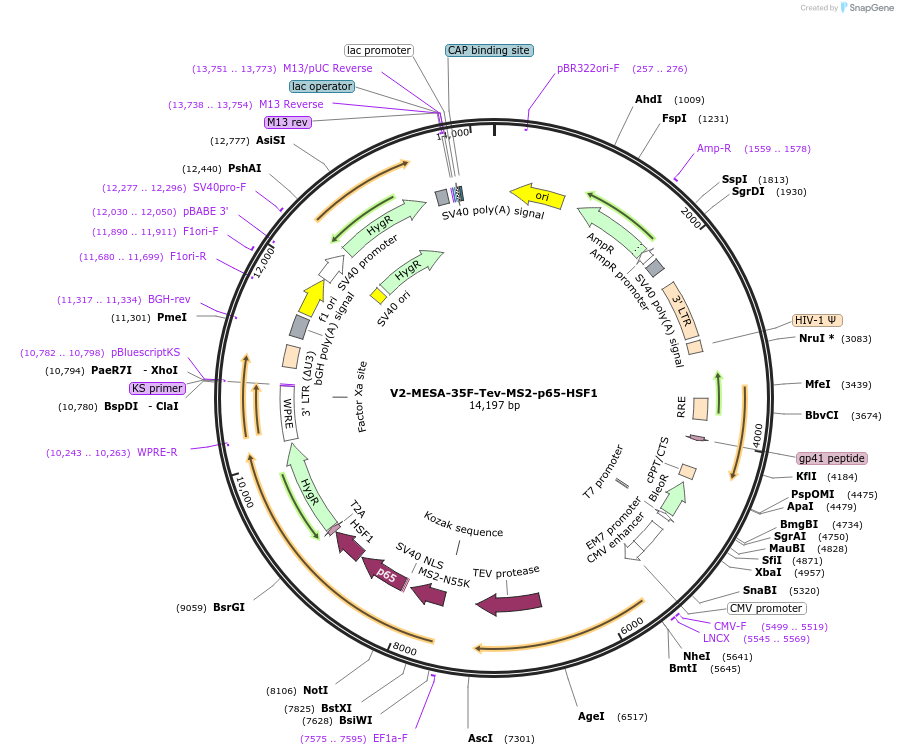 84513-plasmid-map-sequence-id-176289