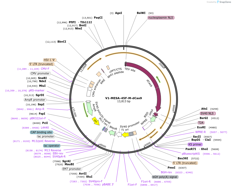 84504-plasmid-map-sequence-id-176295
