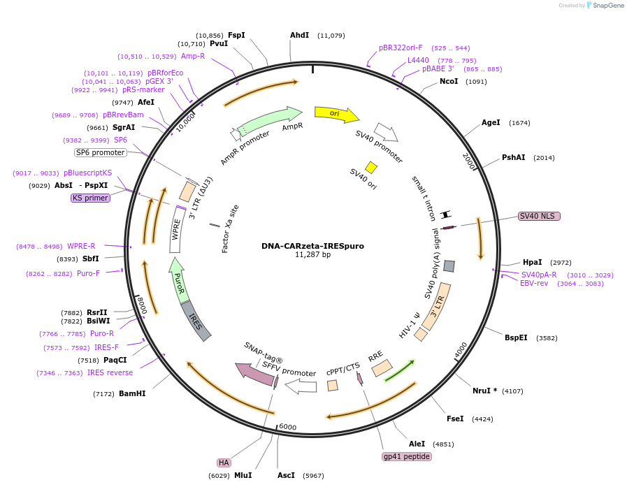 89345-plasmid-map-sequence-id-176303