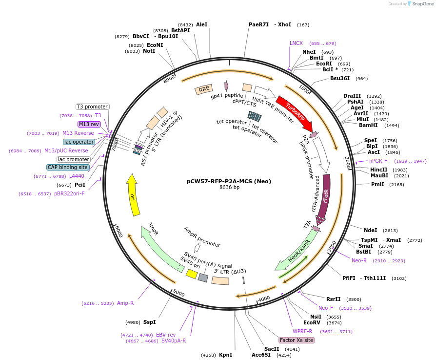 89182-plasmid-map-sequence-id-176305