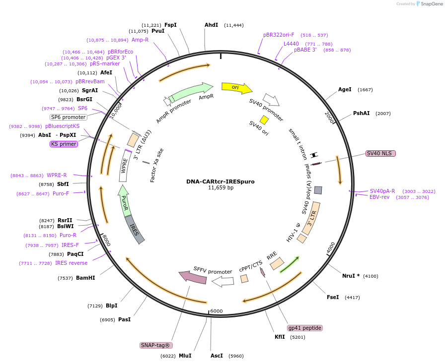 89346-plasmid-map-sequence-id-176306