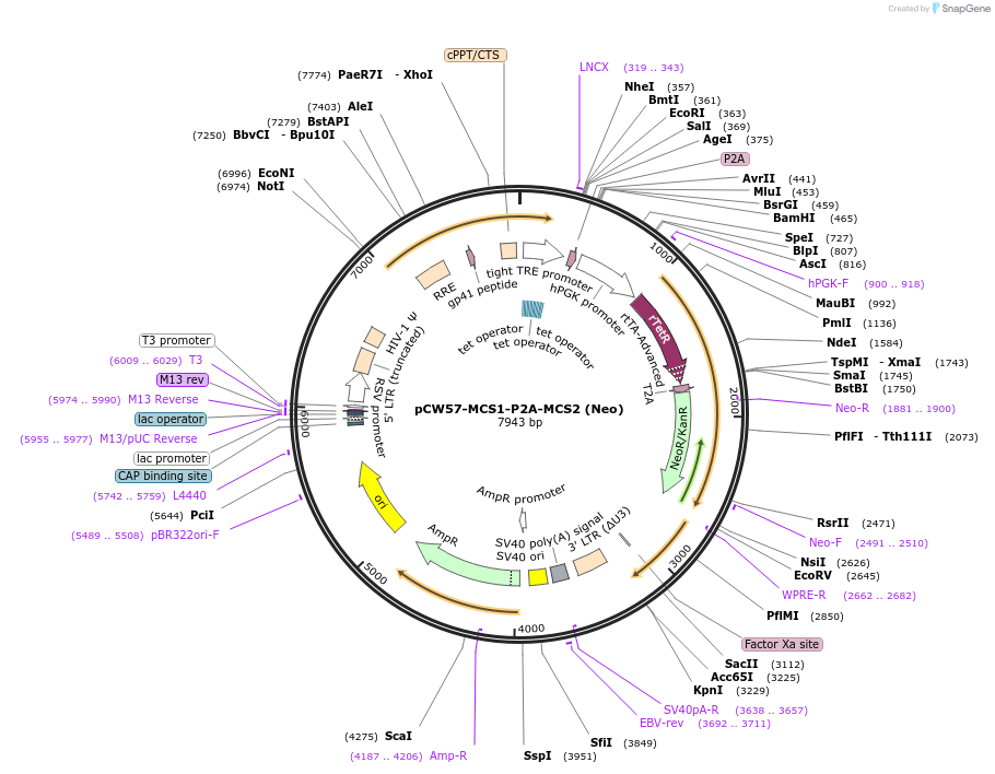 89180-plasmid-map-sequence-id-176308