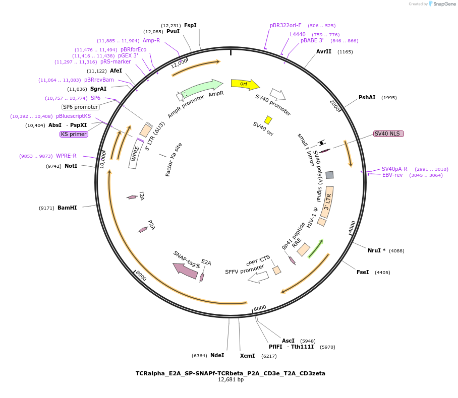 89347-plasmid-map-sequence-id-176322