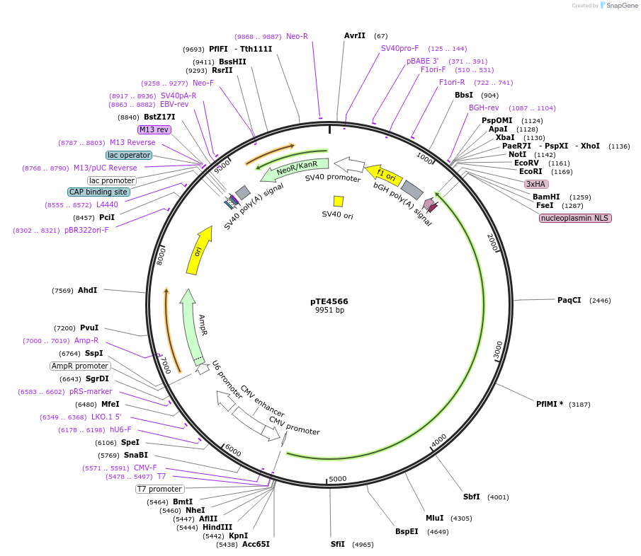 88904-plasmid-map-sequence-id-176327