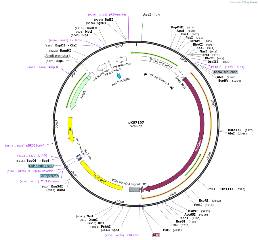 89051-plasmid-map-sequence-id-176334