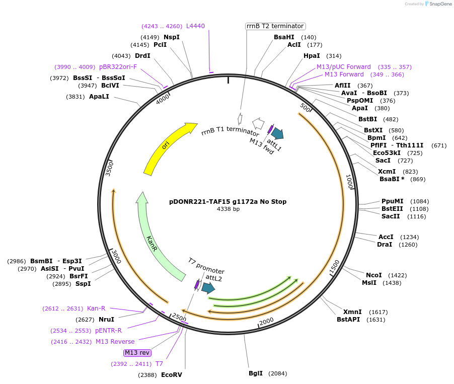 84898-plasmid-map-sequence-id-176370