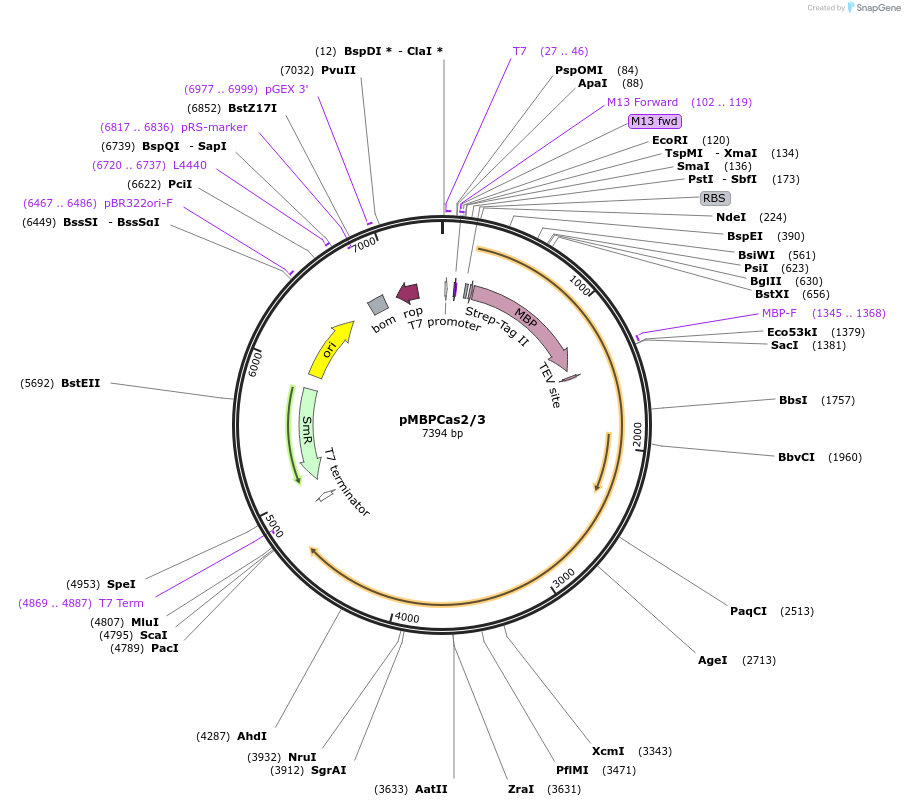 89238-plasmid-map-sequence-id-176377