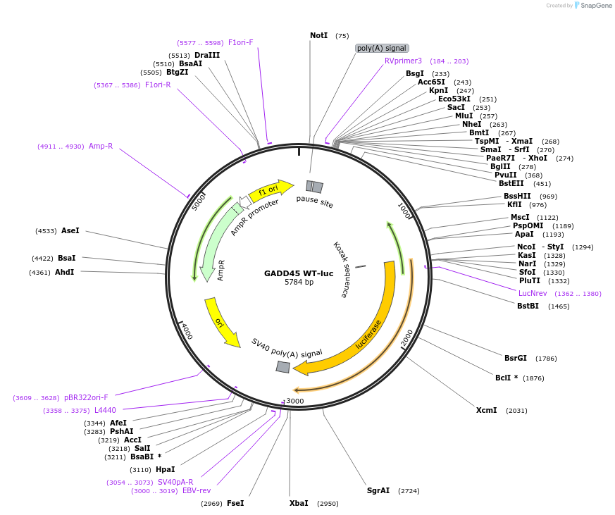 8356-plasmid-map-sequence-id-176423