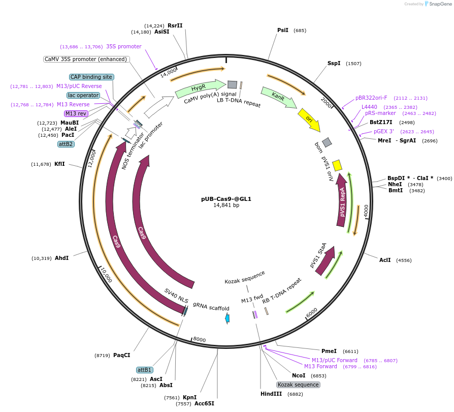 86779-plasmid-map-sequence-id-176428