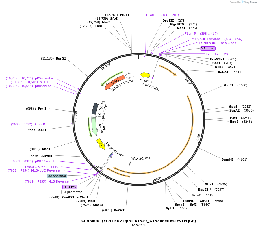 91806-plasmid-map-sequence-id-176481