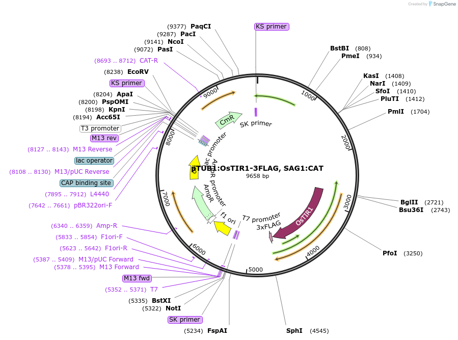 87258-plasmid-map-sequence-id-176556