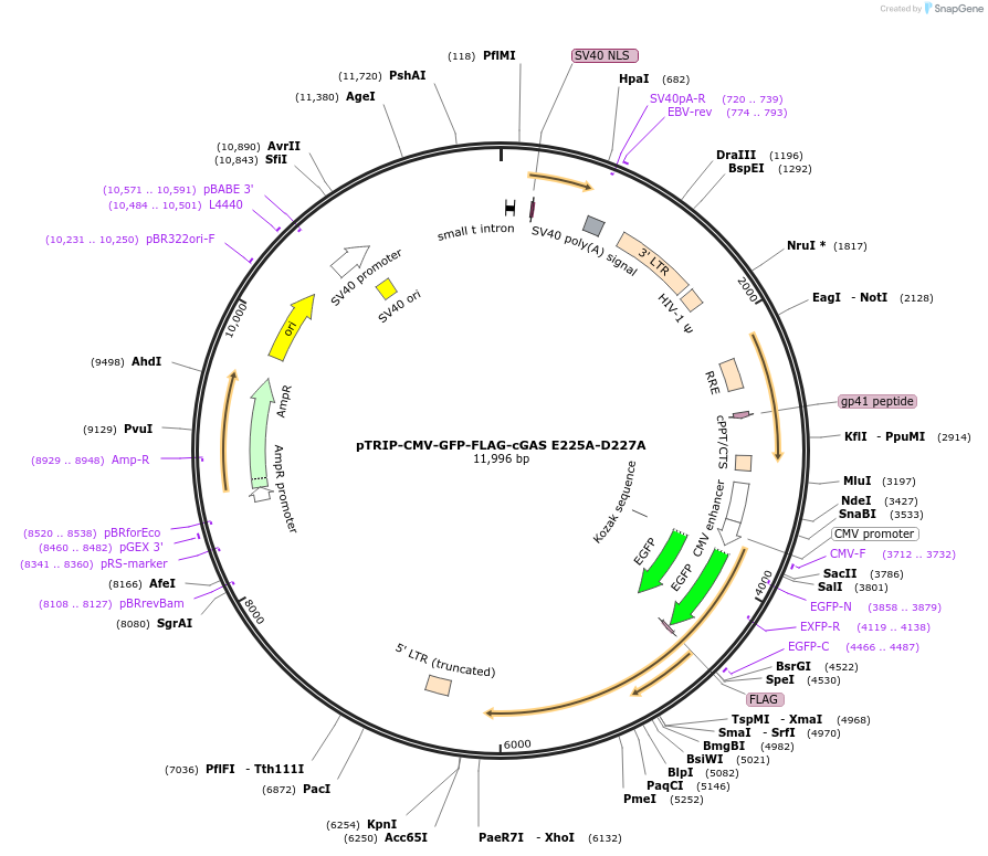 86674-plasmid-map-sequence-id-176561
