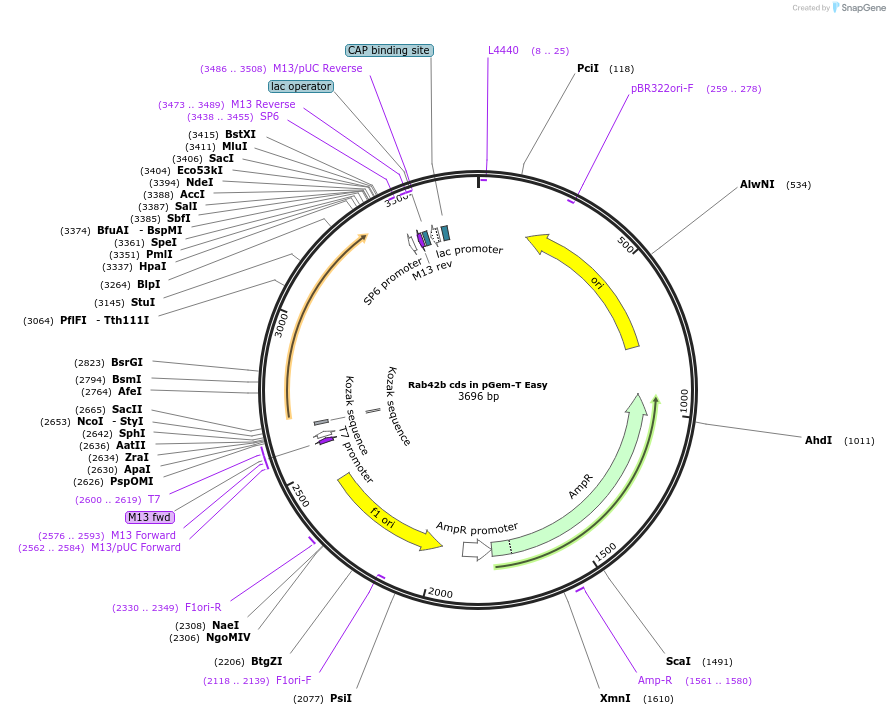 80564-plasmid-map-sequence-id-176564