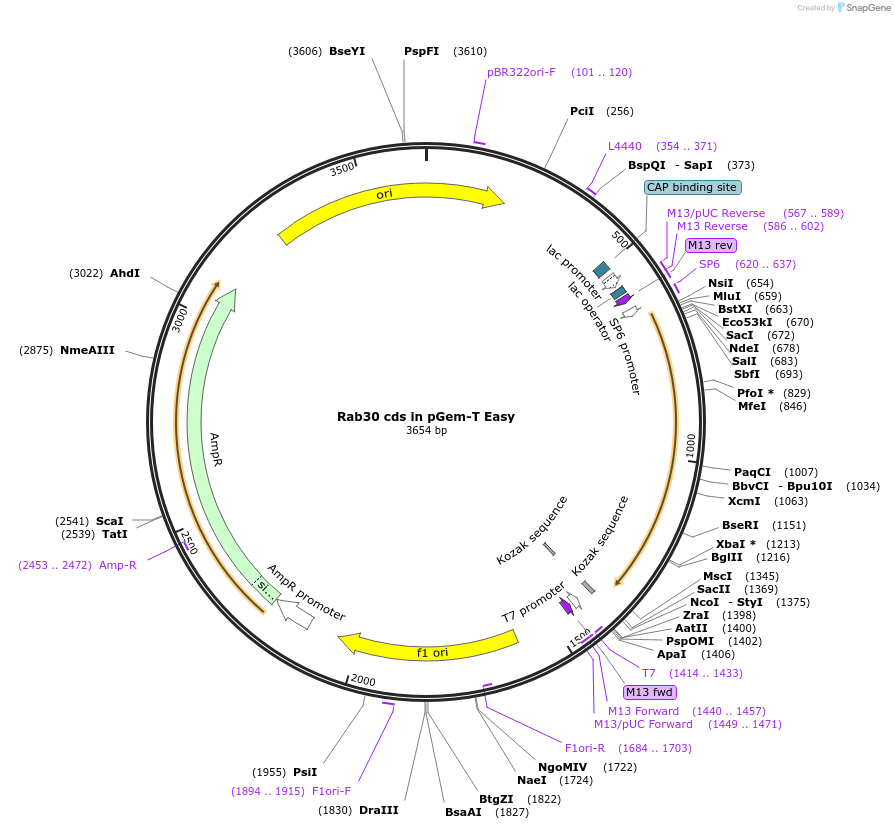 80548-plasmid-map-sequence-id-176567