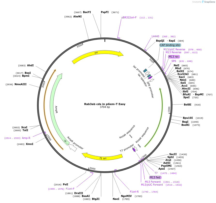 80509-plasmid-map-sequence-id-176583