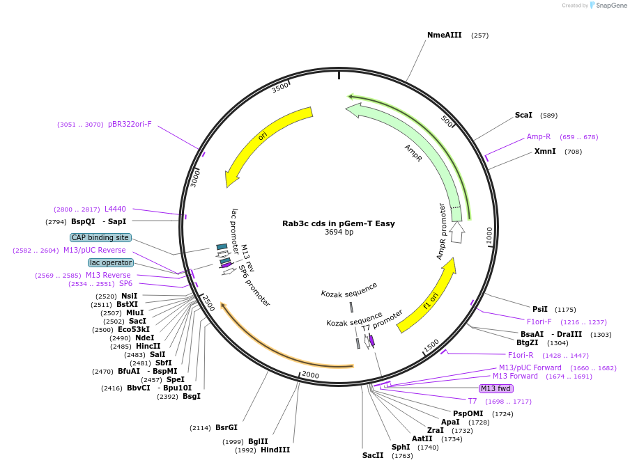 80510-plasmid-map-sequence-id-176584
