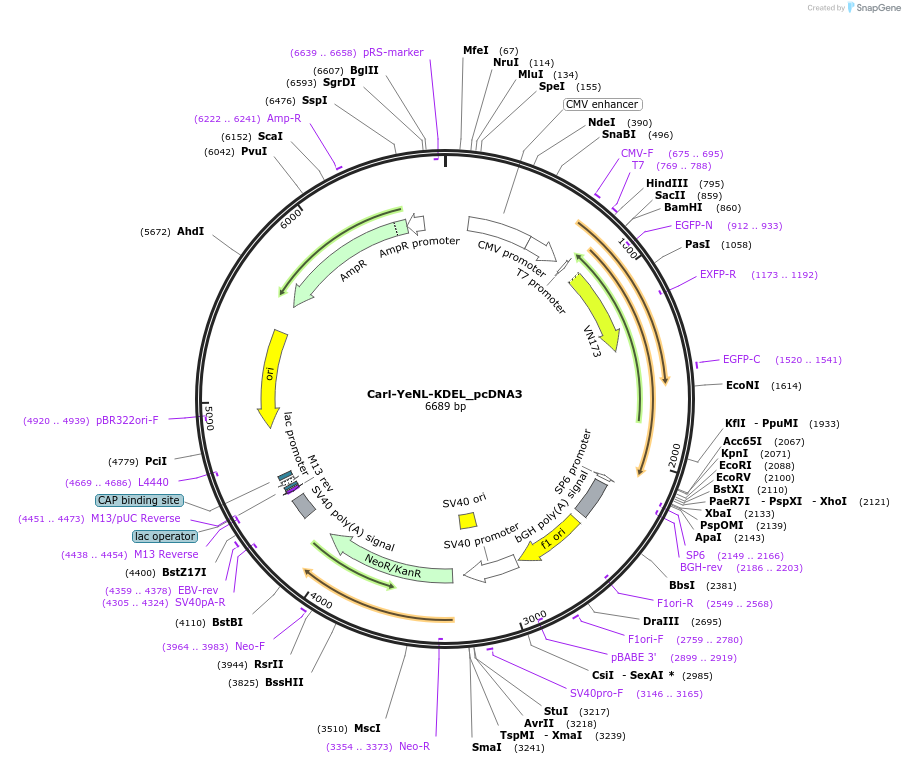 89516-plasmid-map-sequence-id-176624
