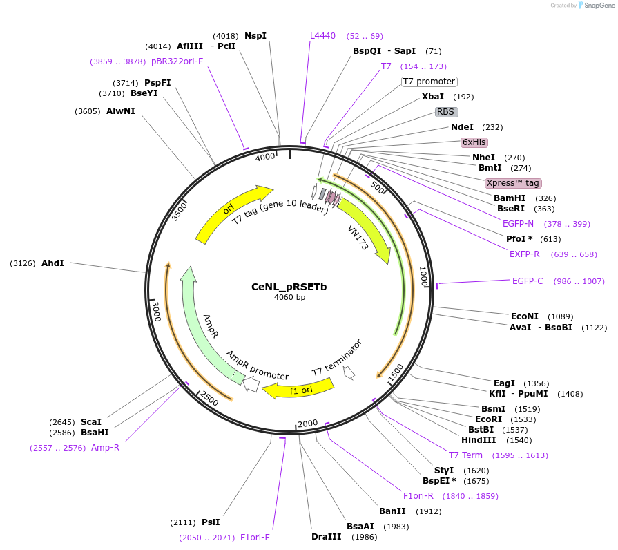 89510-plasmid-map-sequence-id-176625