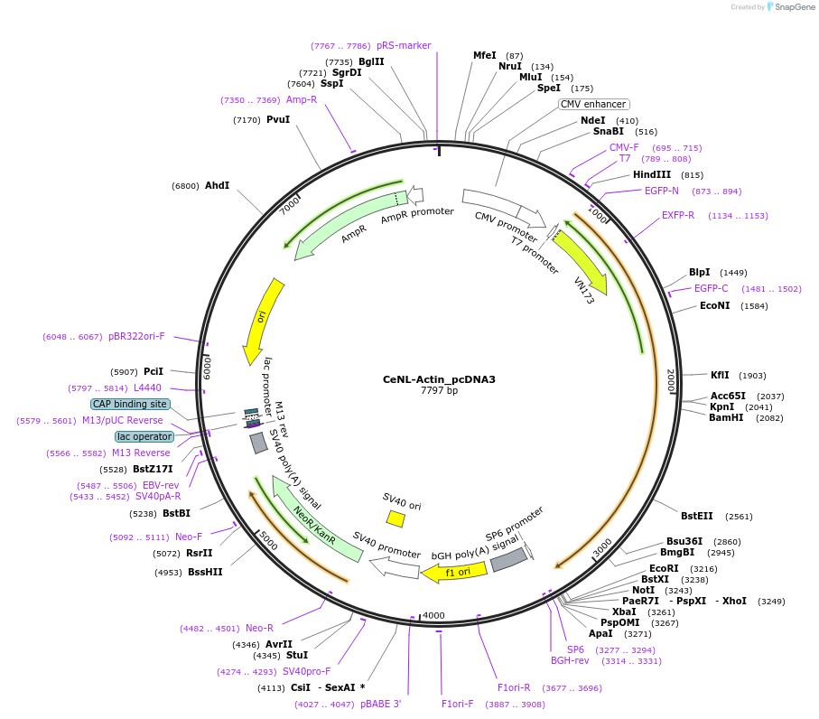 89512-plasmid-map-sequence-id-176630